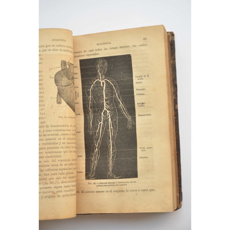 Programa de un curso de historia natural : para...