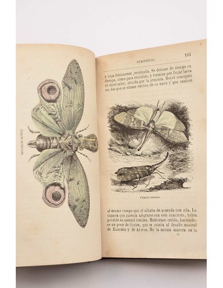 Las metamorfosis de los insectos según los experimentos de los más sabios naturalistas modernos