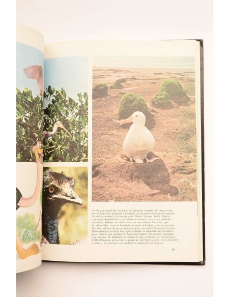 Enciclopedia Disney. Animales : pequeños grandes amigos