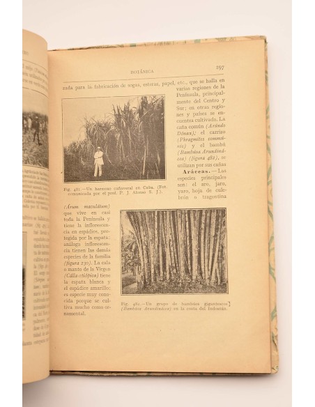 Botánica