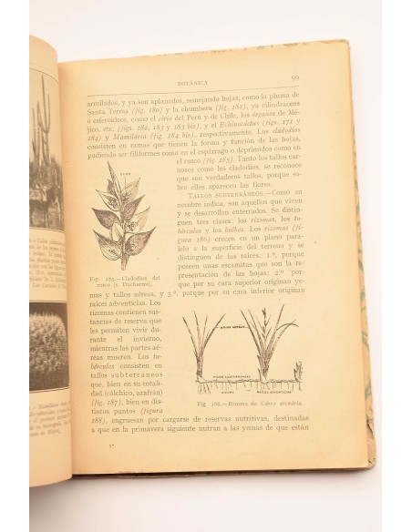 Botánica
