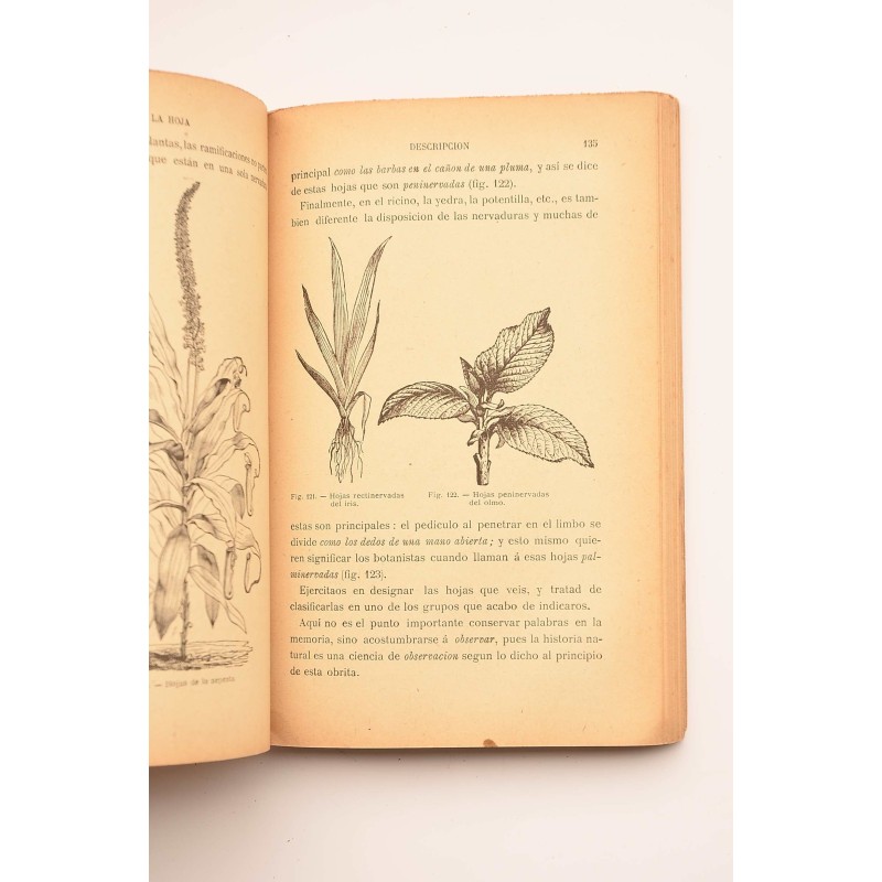 Las plantas : primeras lecciones ilustradas de...