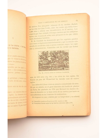 Las plantas : primeras lecciones ilustradas de botánica 