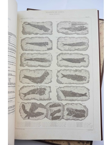 Descripción geológica-minera de las provincias de Murcia y Albacete. Edición facsimil