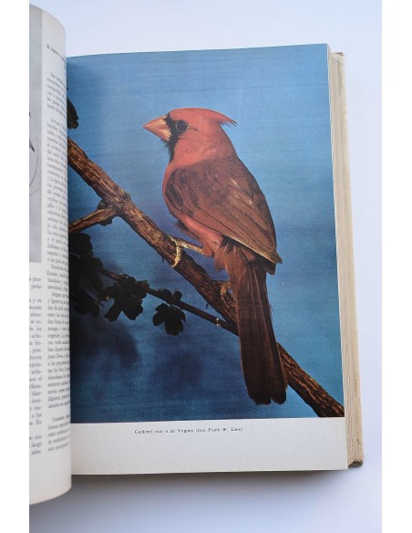 Los animales : cómo son, dónde viven, cómo viven. Vol. III Aves