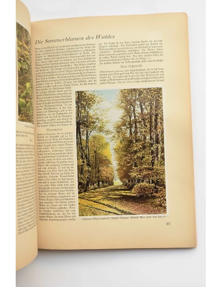 Aus wald und flur pflanzen unferer heimat