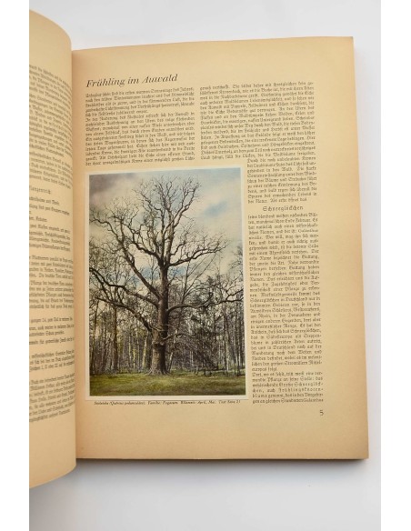 Aus wald und flur pflanzen unferer heimat