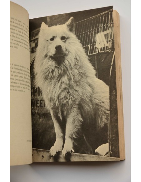 El perro lobo : cómo se cría, cómo se adiestra
