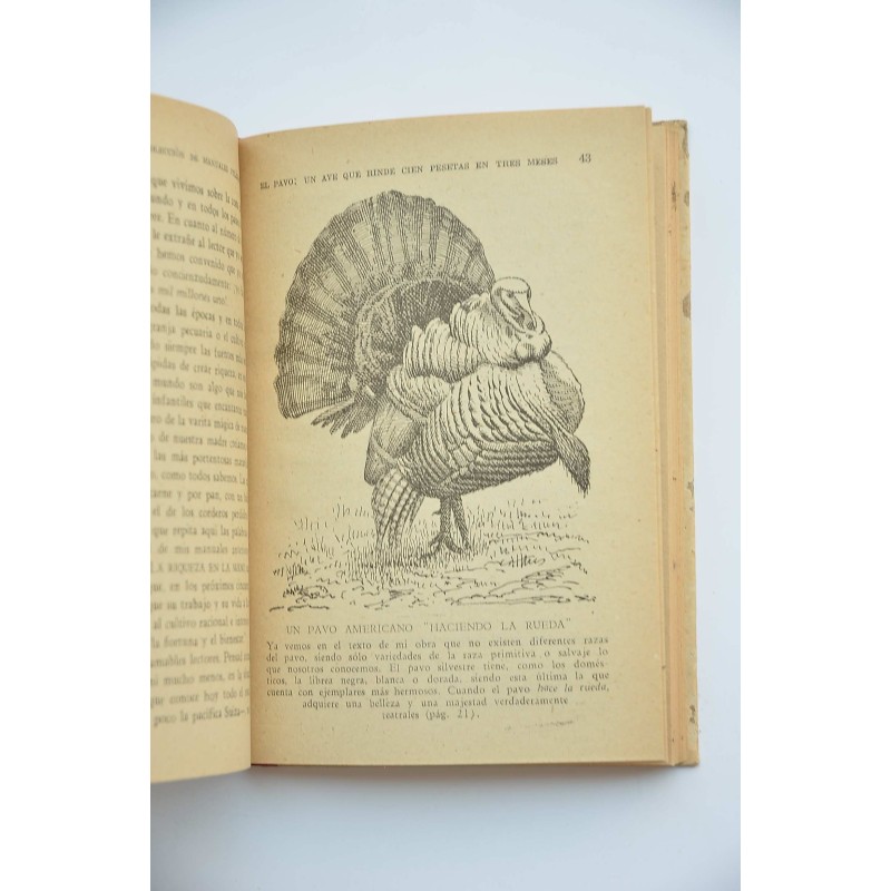 El pavo. Una ave que rinde cien pesetas en tres...