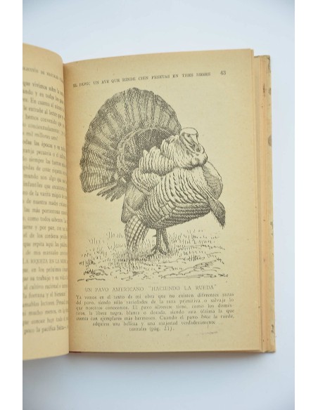 El pavo. Una ave que rinde cien pesetas en tres meses