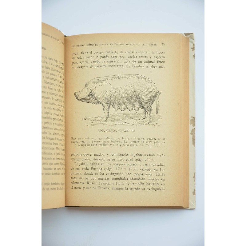 El cerdo. Cómo se ganan cinco mil duros en seis...