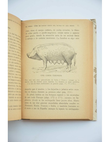 El cerdo. Cómo se ganan cinco mil duros en seis meses
