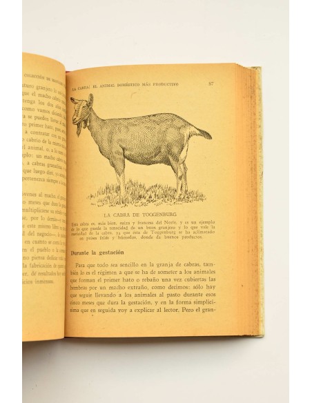La cabra. El animal doméstico más productivo
