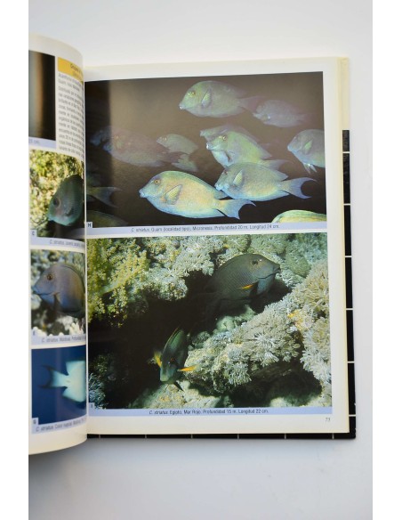 Peces cirujano, peces conejo y especies emparentadas. Una guía extensa sobre acanthuroideos