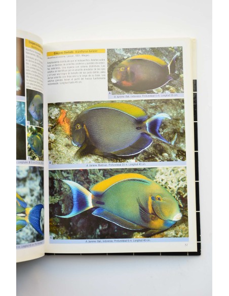 Peces cirujano, peces conejo y especies emparentadas. Una guía extensa sobre acanthuroideos