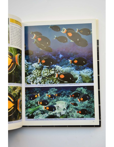 Peces cirujano, peces conejo y especies emparentadas. Una guía extensa sobre acanthuroideos