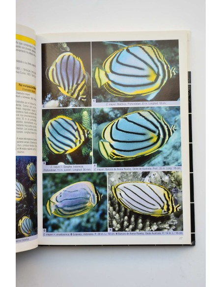 Peces mariposa, peces estandarte y especies emparentadas. Una guía extensa sobre chaetodontidae y microcanthidae