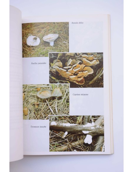 Iniciación a la micología. Hongos de la Regíon de Murcia