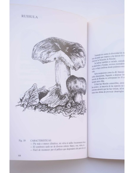 Iniciación a la micología. Hongos de la Regíon de Murcia