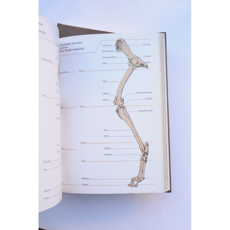 Enciclopedia del perro