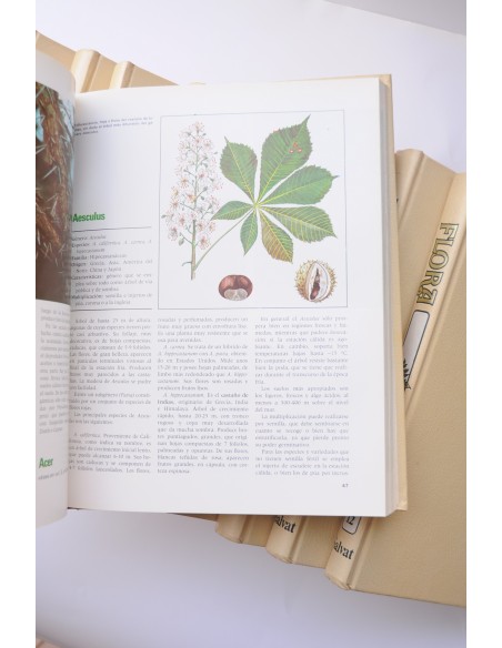 Flora. Enciclopedia Salvat de jardinería