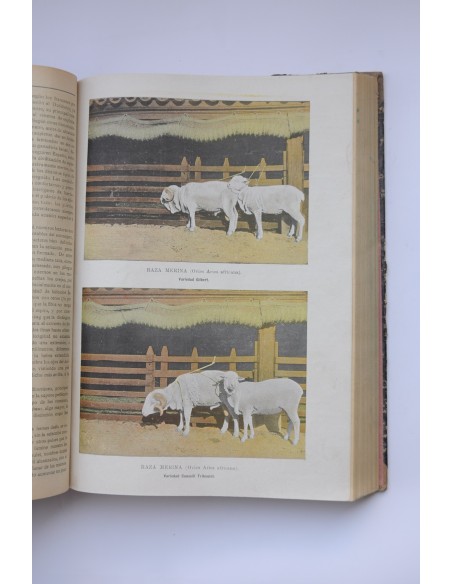 El Progreso agrícola y pecuario. Año XI-1905. Nº 370 (Enero 1904) al Nº 417 (diciembre 1904)