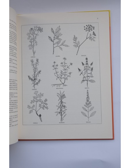 Verduras y legumbres
