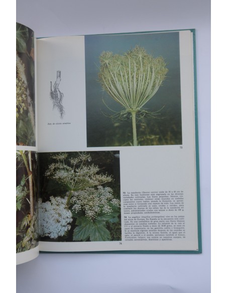Plantas medicinales