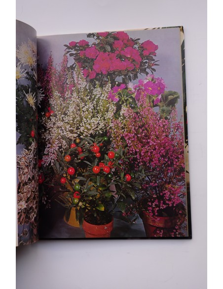 Flores y plantas en casa