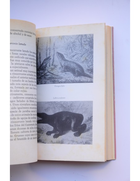 El enigma de los animales de la prehistoria