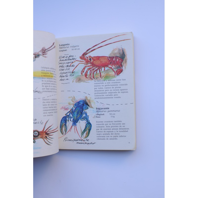 Cuadernos de campo. Invertebrados marinos