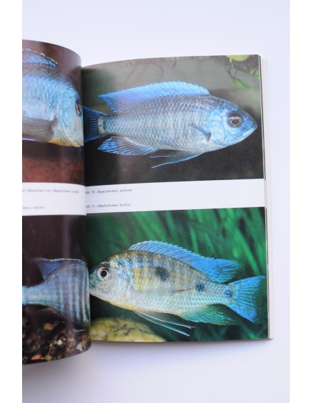 Cichliden. Malawi - see