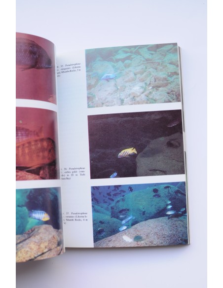 Cichliden. Malawi - see