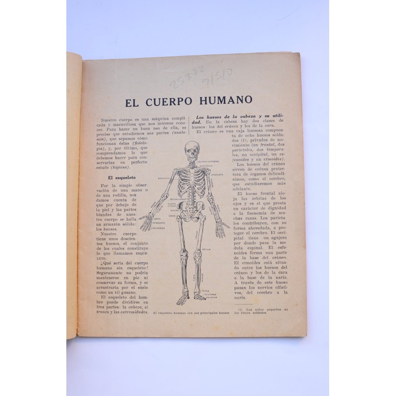 El cuerpo humano
