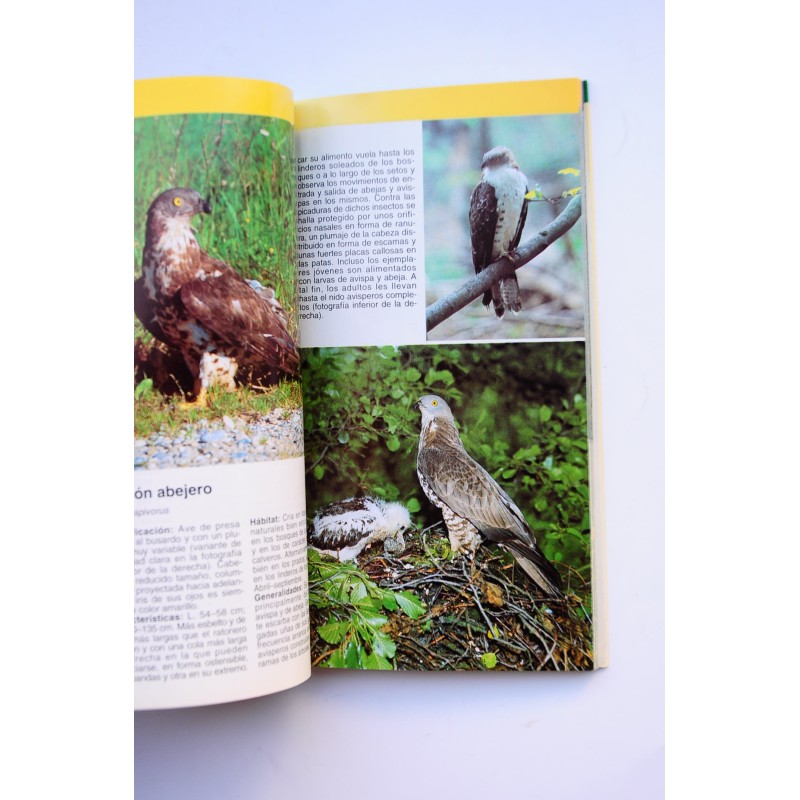 Aves rapaces