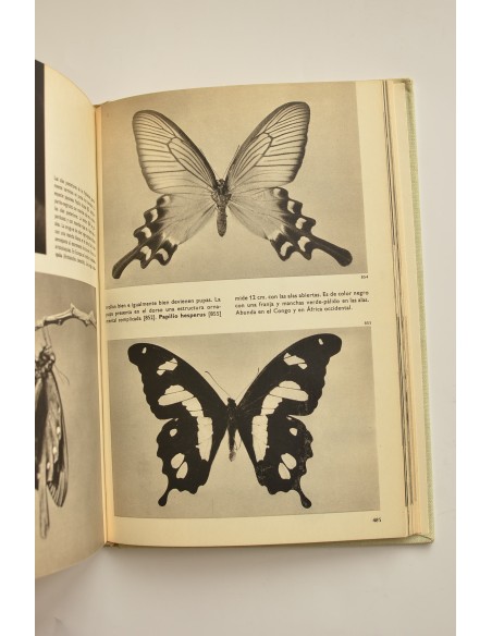 Gran enciclopedia ilustrada de los insectos
