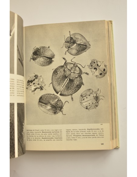 Gran enciclopedia ilustrada de los insectos