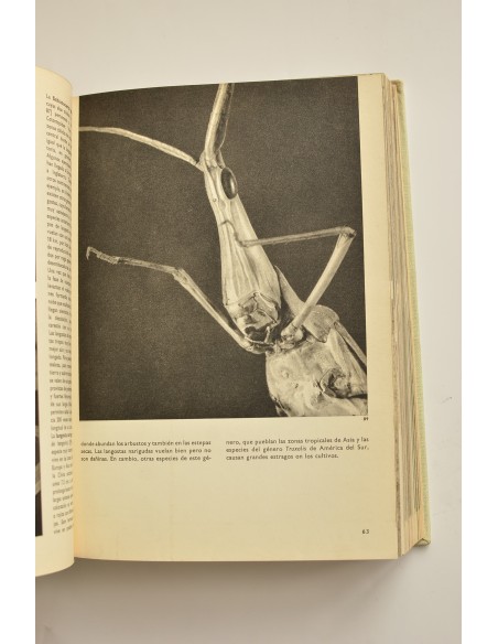 Gran enciclopedia ilustrada de los insectos