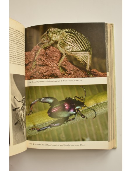 Gran enciclopedia ilustrada de los insectos