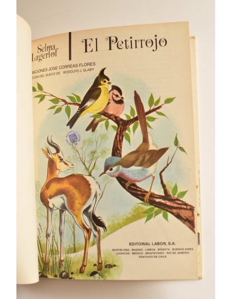 El petirrojo