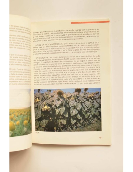 El cultivo del girasol en Andalucía