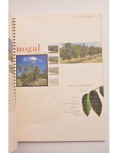 Forestación en tierras agrícolas de la Región...