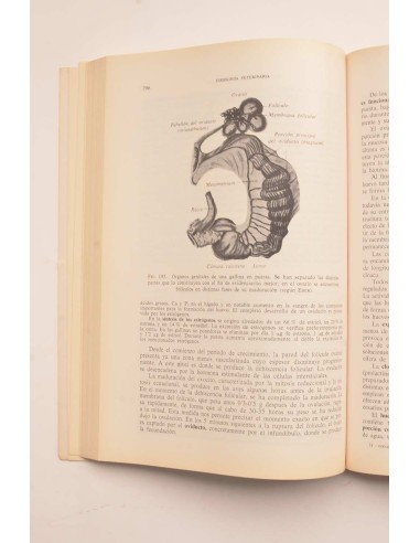 Fisiología veterinaria. Vol. II