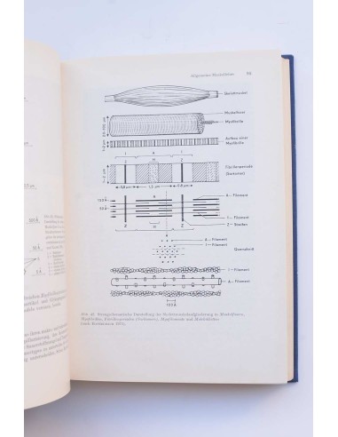 Beschreibende und funktionelle anatomia des...