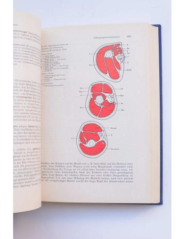Beschreibende und funktionelle anatomia des...