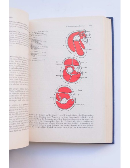 Beschreibende und funktionelle anatomia des Menschen