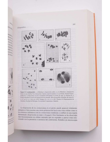 Citogenética