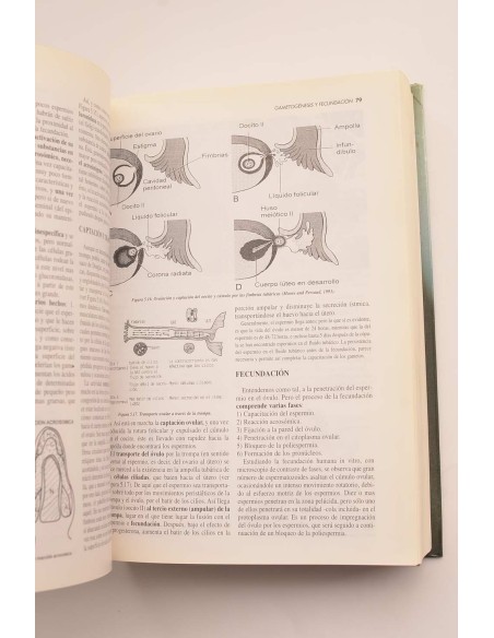 Tratado de Obstetricia y Ginecología. Obstetricia