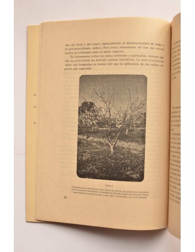 Hongos parásitos de amigdalaceas