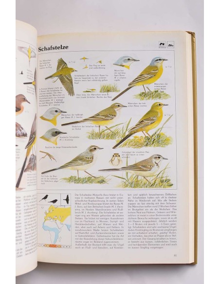 Das goldene kosmos-vogelbuch